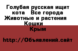 Голубая русская ищит кота - Все города Животные и растения » Кошки   . Крым